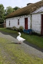 Goose in Irish Farmyard