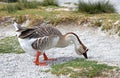 Goose at lake Kournas at island Crete