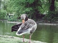 Goose in the lake of park in London