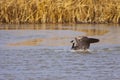 Goose Landing Royalty Free Stock Photo