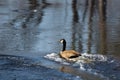 Goose on a large Canadian river in Canada, Quebec