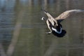 Goose on a large Canadian river in Canada, Quebec