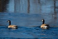 Goose on a large Canadian river in Canada, Quebec