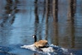 Goose on a large Canadian river in Canada, Quebec