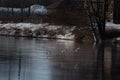 Goose on a large Canadian river in Canada, Quebec