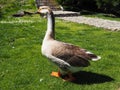 Goose on the lawn. Adult bird on the grass in summer. Free range of poultry. Poultry and agriculture. Stanisici