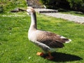 Goose on the lawn. Adult bird on the grass in summer. Free range of poultry. Poultry and agriculture. Stanisici