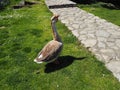 Goose on the lawn. Adult bird on the grass in summer. Free range of poultry. Poultry and agriculture. Stanisici