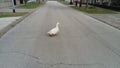 Goose - a layer runs across the road. The bird is white. Free range domestic geese. Farm animals in an urban setting Royalty Free Stock Photo