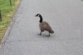 Goose on the street