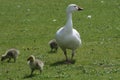 Goose on a leisurely walk along with goslings