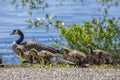 Goose and little goslings. Royalty Free Stock Photo