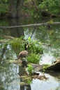 Goose on a log Royalty Free Stock Photo