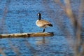 Goose log waterfowl gander lake Royalty Free Stock Photo