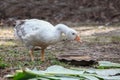 goose look food in farm at thailand.