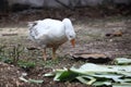 goose look food in garden.