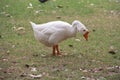 Goose Royalty Free Stock Photo