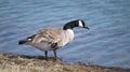 Goose looking into lake Royalty Free Stock Photo