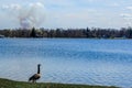 Goose Looking Over Pell Lake, Wisconsin with Smoke Cloud