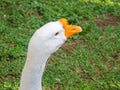 goose looks into the distance. Bird\'s eye. Goose head close-up. Bird corner in the park. Batumi garden