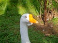 goose looks into the distance. Bird\'s eye. Goose head close-up. Bird corner in the park. Batumi garden