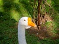 goose looks into the distance. Bird\'s eye. Goose head close-up. Bird corner in the park. Batumi garden