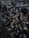 Goose neck barnacle Pollicipes pollicipes percebes growing on mytilidae covered rocks Praia as Catedrais Galicia Spain