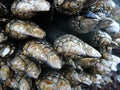 Goose neck barnacles Royalty Free Stock Photo