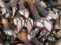 Goose neck barnacles, Crustaceans, Delicacy, Seafood, Close-up