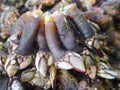 Goose neck barnacles, crustaceans, delicacy, seafood. Percebes Pedunculata Pollicipes pollicipes Royalty Free Stock Photo
