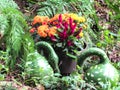 Goose-neck gourds with fall plants