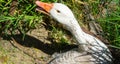 Goose on nest on edge of field with beak open Royalty Free Stock Photo