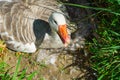 Goose on nest on edge of field with beak open Royalty Free Stock Photo