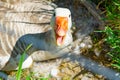Goose on nest on edge of field with beak open Royalty Free Stock Photo