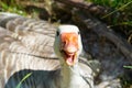 Goose on nest on edge of field with beak open Royalty Free Stock Photo