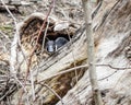 Goose Nesting Inside Hollowed Tree Trunk