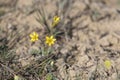 Goose onion, or Goosebow, or Gooseweed, or Geidzhia, or Bird\'s onion, Gagea Royalty Free Stock Photo