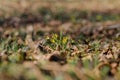 Gagea lutea, Yellow Star of Bethlehem blooming in park Royalty Free Stock Photo