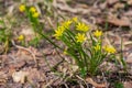 Goose onion least or Gagea minima or Bethlehem star plant flowering in early spring in european forest. Small yellow flowers in Royalty Free Stock Photo