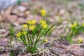 Goose onion least or Gagea minima or Bethlehem star plant flowering in early spring in european forest. Small yellow flowers in Royalty Free Stock Photo