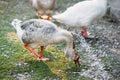 Goose with an open beak looking for food on the ground Royalty Free Stock Photo