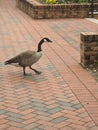 A Goose outside the Prospector Building at UNC Charlotte