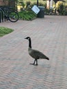 A Goose outside the Prospector Building at UNC Charlotte