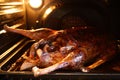 Goose in oven Royalty Free Stock Photo