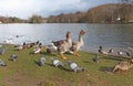 Goose in park of Golden Head in Lyon, France