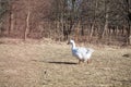 Goose in pasture and enjoying sunny day