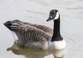 Goose in plumage floating on the river Royalty Free Stock Photo