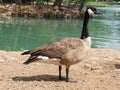 Goose Pond