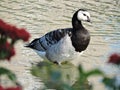 Goose and pond in sunny summer park, Helsinki, Finland