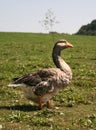 Goose portrait